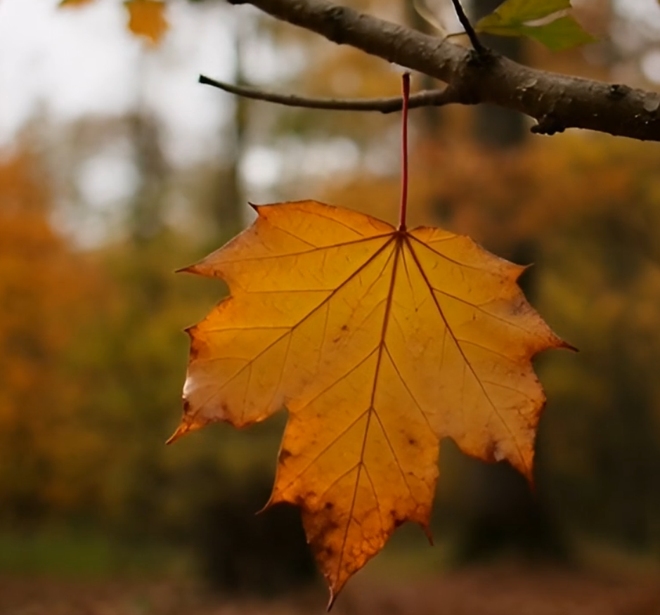 Maple Leaf Falling Stock Video – 7s Autumn Nature MP4