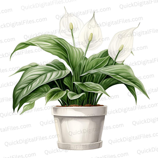 Tranquil Peace Lily Plant Graphic in PNG and JPEG Formats