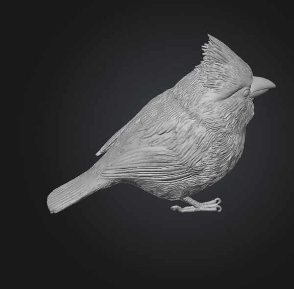 cardinal 3d model
