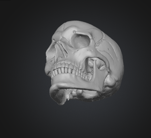 3d printable skull glb file