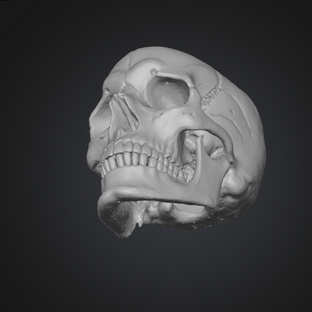 3d printable skull glb file