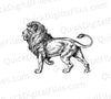 Full-body drawing of a majestic lion with tail curved up in PNG & SVG