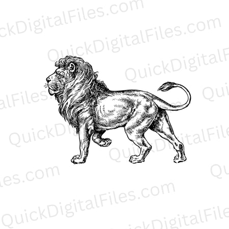 Full-body drawing of a majestic lion with tail curved up in PNG & SVG