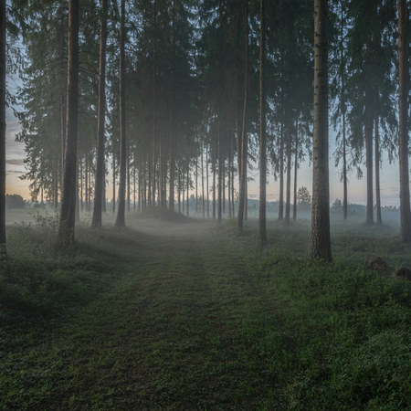 Forest Fog Rising Nature Stock Video – MP4 Cinematic 6 Seconds