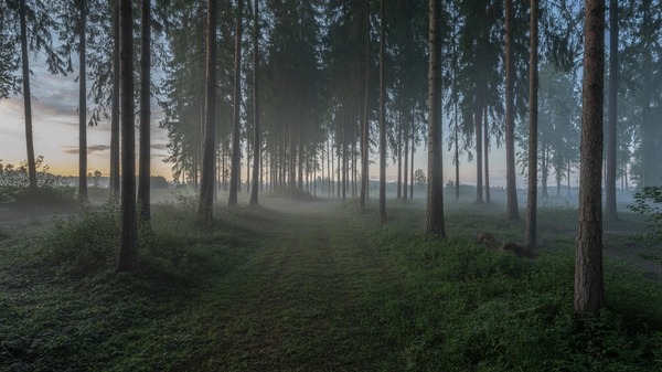 Forest Fog Rising Nature Stock Video – MP4 Cinematic 6 Seconds