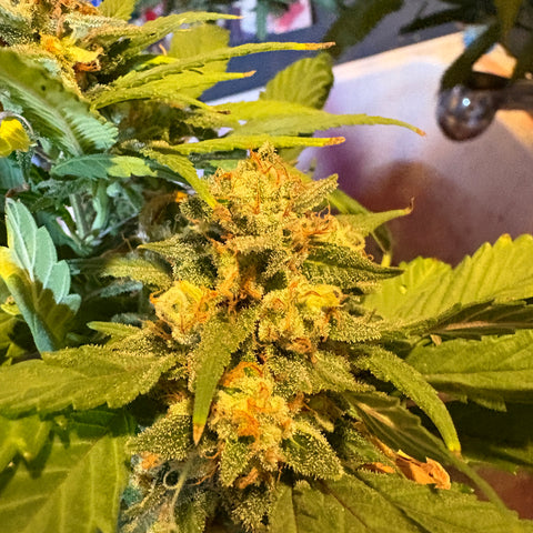 Vertical Cannabis Bud Close Up – 6s Cinematic Botanical Stock Video