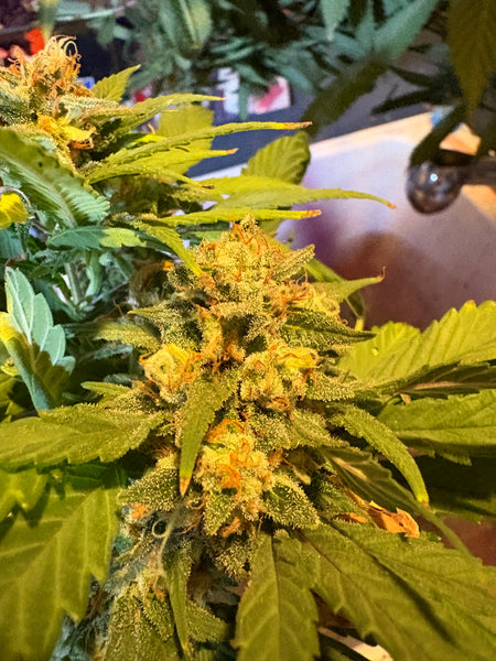 Vertical Cannabis Bud Close Up – 6s Cinematic Botanical Stock Video