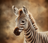 Zebra digital art download for home decor