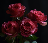 Elegant wine-colored roses digital image free download