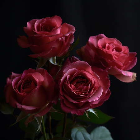 Elegant wine-colored roses digital image free download