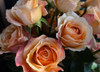 Close-up of peach roses with pink tips PNG digital image