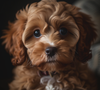 Close-up Cavapoo puppy with detailed fur PNG image