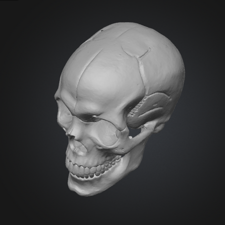 human skull stl file
