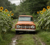 Rustic vintage orange truck backdrop on a muddy pathway surrounded by sunflowers