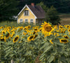 Picturesque countryside backdrop with sunflowers and a quaint yellow house