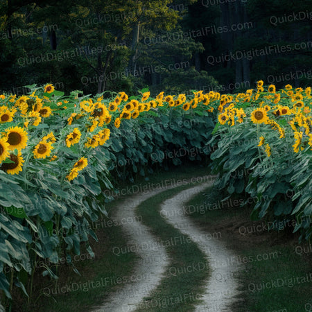 Serene sunflower field pathway backdrop bathed in golden light