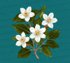 High-quality hawthorn tree flowers illustration in full color