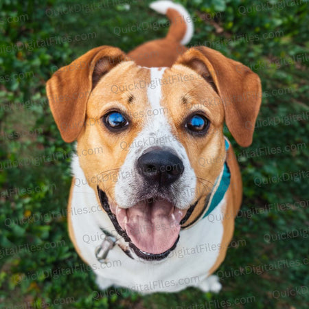 High angle photo of a happy brown and white dog looking up stock photo