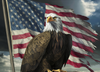 "Realistic eagle perched on log with faded American flag PNG."