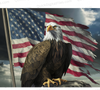 "Realistic eagle perched on log with faded American flag PNG."