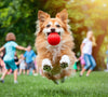 "Joyful Dog in Mid-Jump" Photo - Perfect for Pet & Family Projects