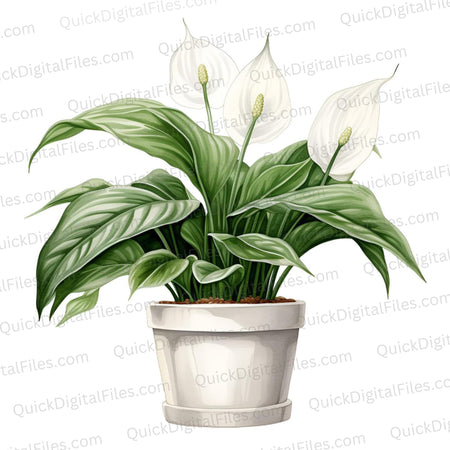 Colorful Peace Lily Plant Clipart with Transparent Background