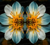 Symmetrical blue and yellow flower digital PNG image.