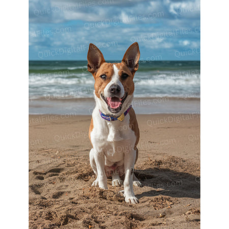 "Digital download photo of dog on sand looking at viewer."