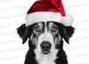 "High-quality photo of a black and white dog wearing a red and white Santa hat."