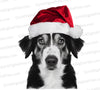 "High-quality photo of a black and white dog wearing a red and white Santa hat."