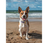 "Brown and white dog sitting on beach digital photo download."