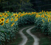 Serene Sunflower Field Pathway Backdrop | High-Quality Digital Download