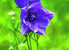 "Digital oil painting of purple flowers in nature, available in PNG, SVG, JPEG."