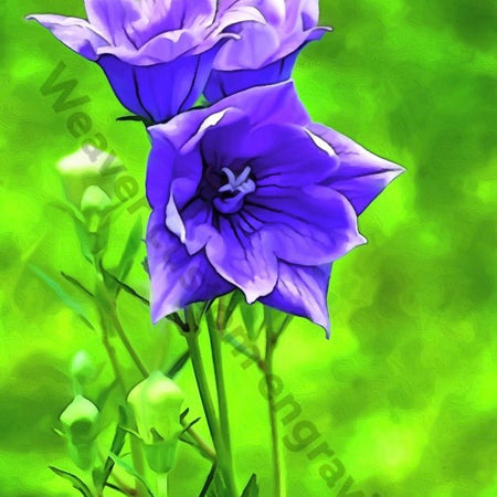 "Digital oil painting of purple flowers in nature, available in PNG, SVG, JPEG."