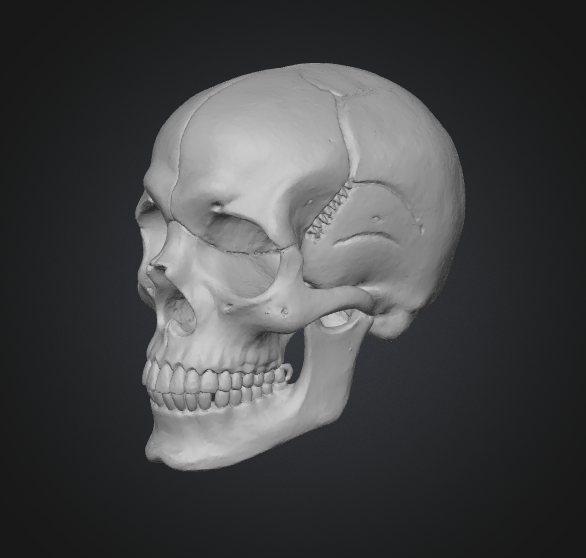 realistic 3d skull model
