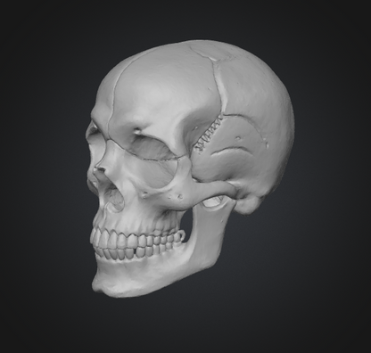 realistic 3d skull model
