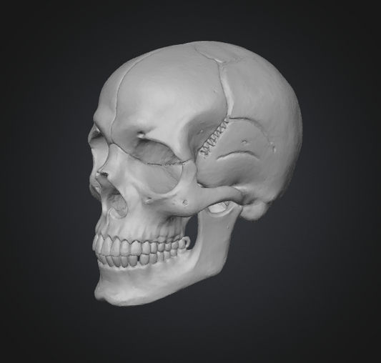 realistic 3d skull model
