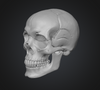 realistic 3d skull model
