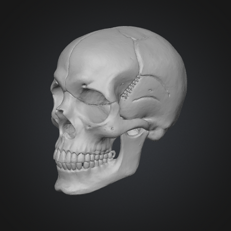 realistic 3d skull model
