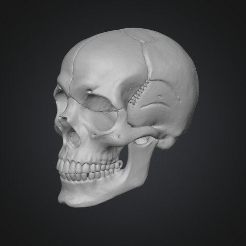 realistic 3d skull model
