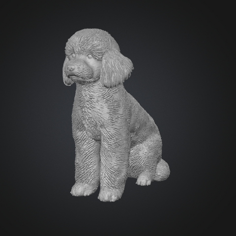 sitting poodle dog 3d print model
