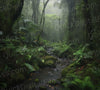 serene rainforest ground light photo stock photo