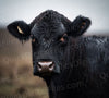 Up-close Angus bull digital image download