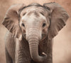 Cute baby elephant digital photo download