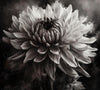 Close-up monochrome flower PNG